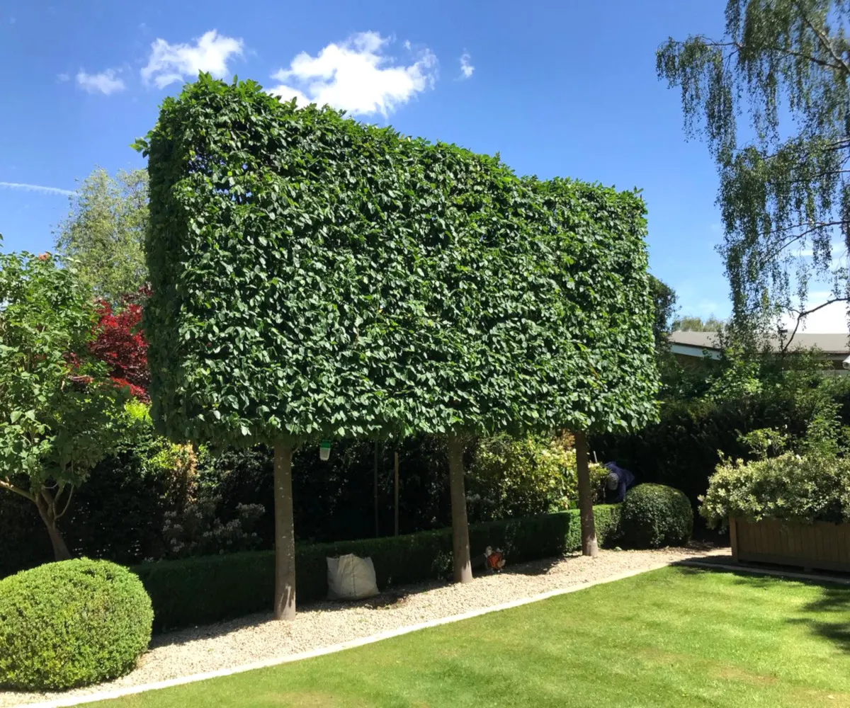 A row of pleached trees freshly trimmed